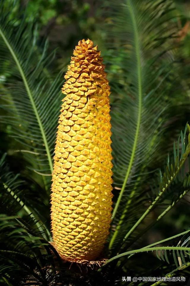 攀枝花是哪个省的城市，西部区（“四川特区”攀枝花）