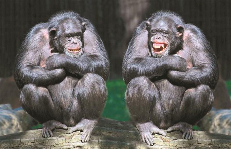 动物行为大全,考拉的丁丁分叉-生肖-荣耀易学