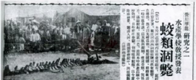 世界上有蛟龙这个动物吗，1934年辽宁营口坠龙事件中的“龙”