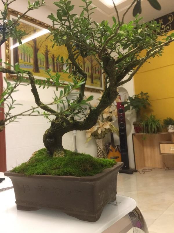 哪一种树被称为活化石，哪种树称为活化石（植物界的4种“老寿星”）