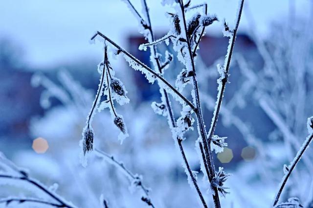 大雪纷飞的诗句，赞美大雪纷飞的诗句（10首大雪诗词：夜深知雪重）