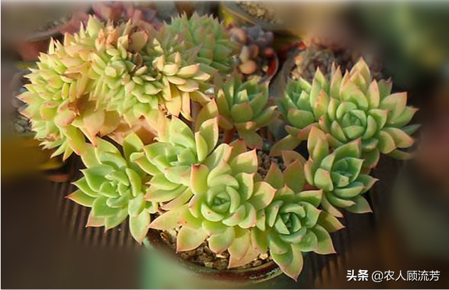 三色堇常用的三种繁殖方法，三色堇育种方法（多肉植物“三色堇”的养护要点）