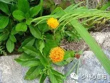 白牛胆的功效与作用，白牛胆的功效与作用禁忌（中药图片大全与功效）