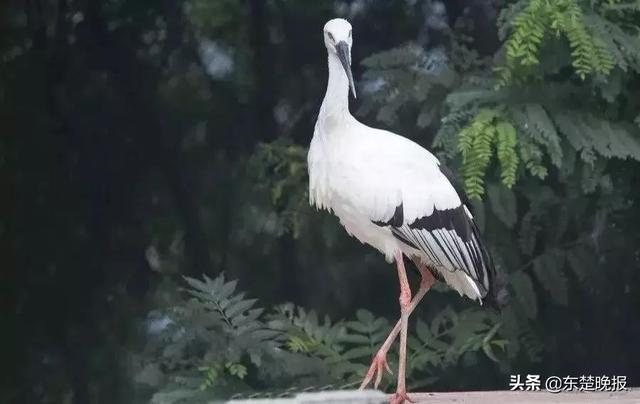 哪里有高空蹦极，哪里有高空蹦极的地方（高空蹦极、滑雪、宿房车、星空银河……超多玩法等你来玩）