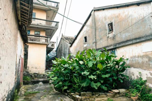 观澜属于深圳哪个区,观澜属于深圳哪个区地图(观澜,景美人少) 观澜属于深圳哪个区,观澜属于深圳哪个区地图(观澜,景美人少)