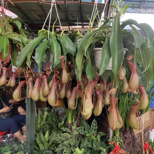 荷花最好看的品种是什么，这花最好看、最好养