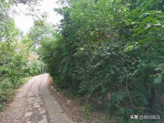 枫叶的特点，最佳观赏期还要等一等……（枫叶长什么样子）