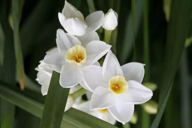 各种花的花语，各种花的花语爱情（史上最全花语大全）