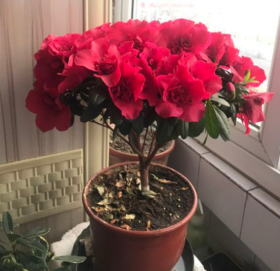 映山红是杜鹃花吗，映山红是不是杜鹃花（这3个原因，看看你中了哪一个）