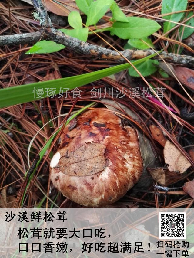 松茸菇的功效与作用，松茸菇（松茸——秋冬进补最好的野生菌）