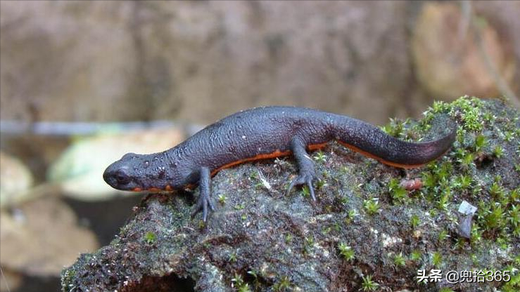 养蝾螈对人有危害吗(江苏一石缝里发现神秘生物) - 去钓鱼