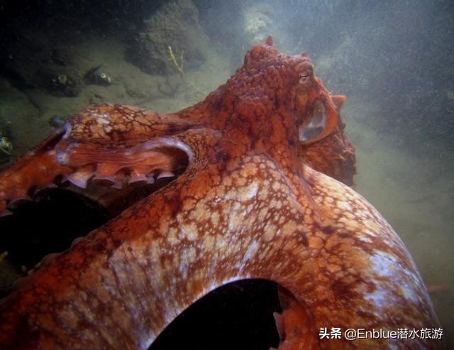 全球上最大的章鱼，世界上最大的章鱼是什么（太平洋巨型章鱼的生与死）
