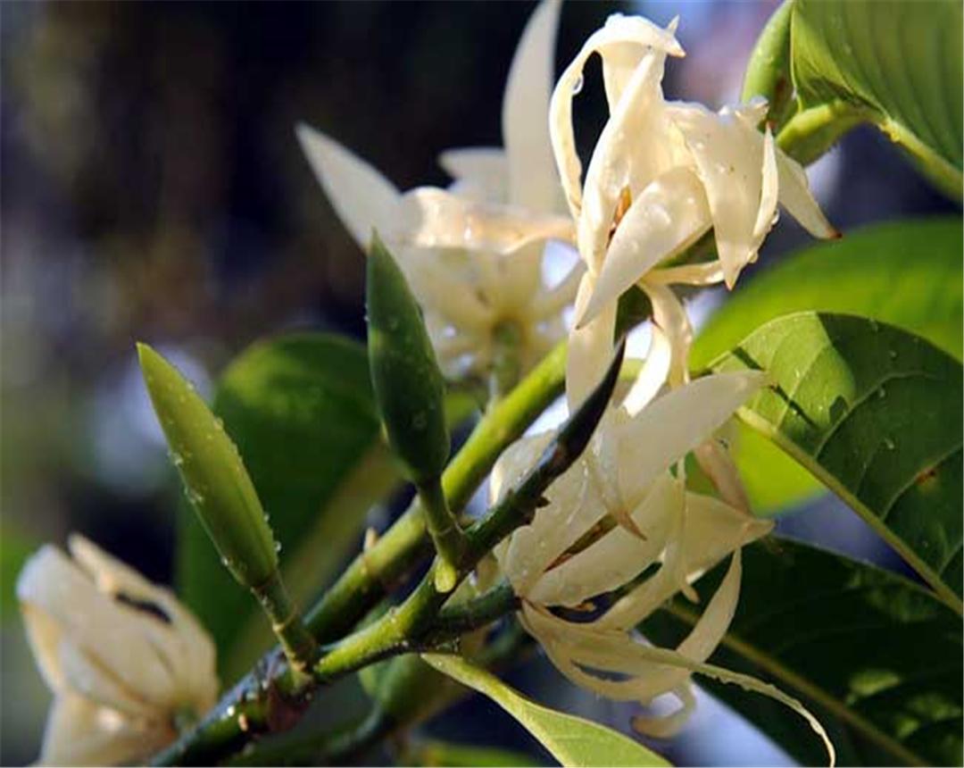 白兰花花语和象征意义