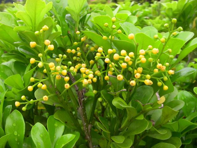 珠兰，米兰和珠兰如何分辨（珠兰花图片）