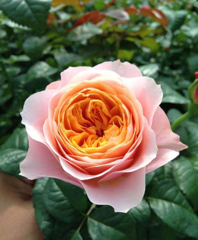 月季小苗品种，送你一份“清单”