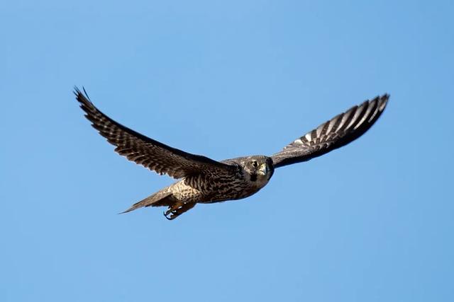 隼是什么鸟，生物演化史上的速度巅峰（隼是什么鸟吃什么食物）