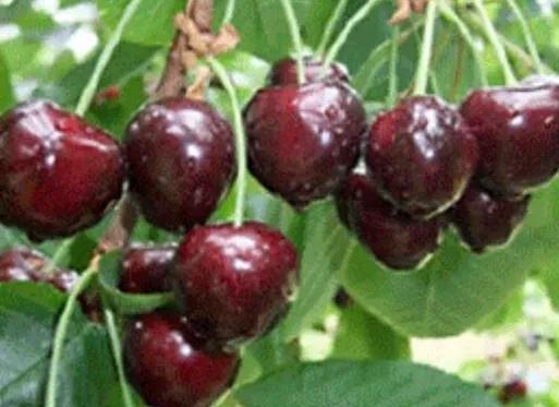 最甜的樱桃品种是哪几种，全球极具潜力的十个甜樱桃品种