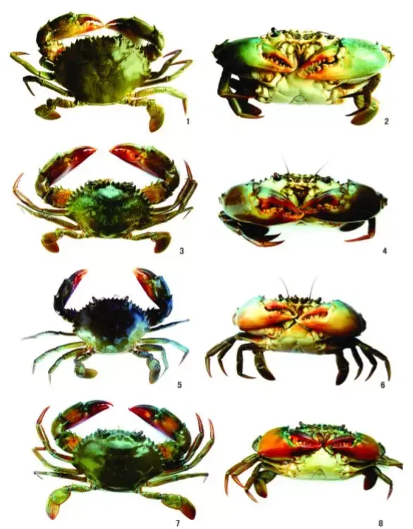 黄油蟹是什么蟹，水蟹、奄仔蟹、肉蟹、膏蟹、黄油蟹你还傻傻分不清吗