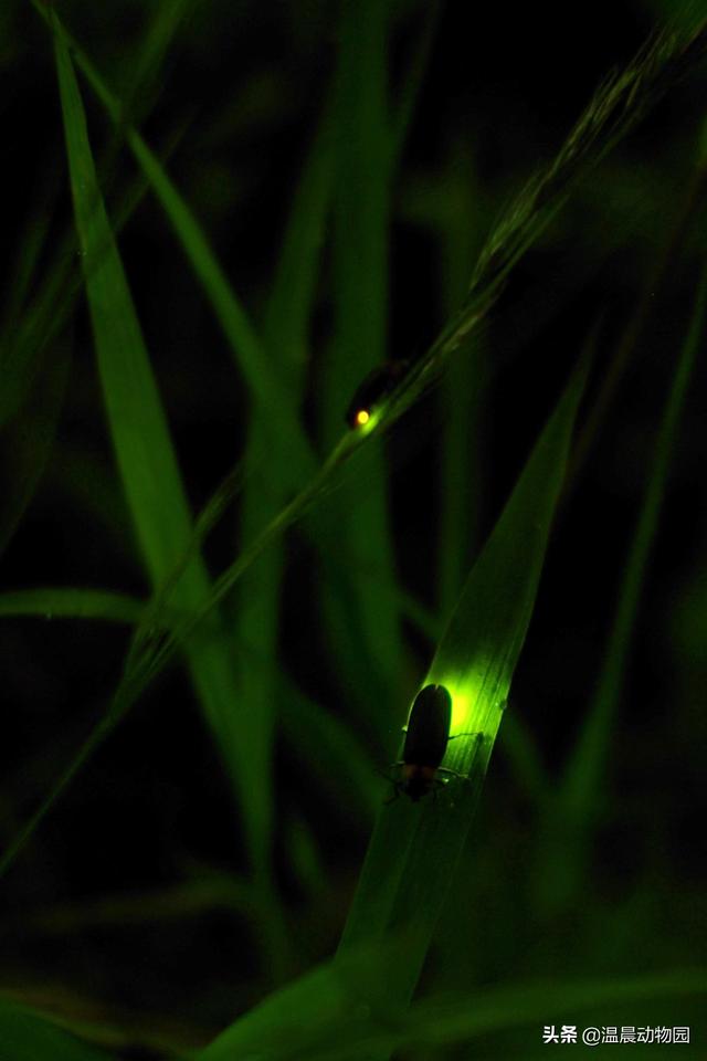 萤火虫会咬人吗，萤火虫会咬人吗怎么办（这七种昆虫能勾起很多人的童年回忆）