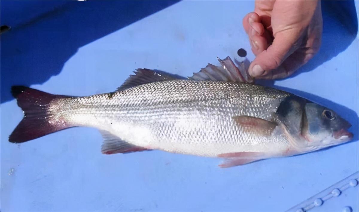 三花五羅都是什麼魚(東北人特有的美味) - 百百科