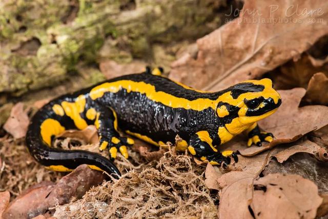 蝾螈有毒吗,蝾螈有毒吗 可以用手拿吗(火蝾螈:谢邀,我一点都不火)