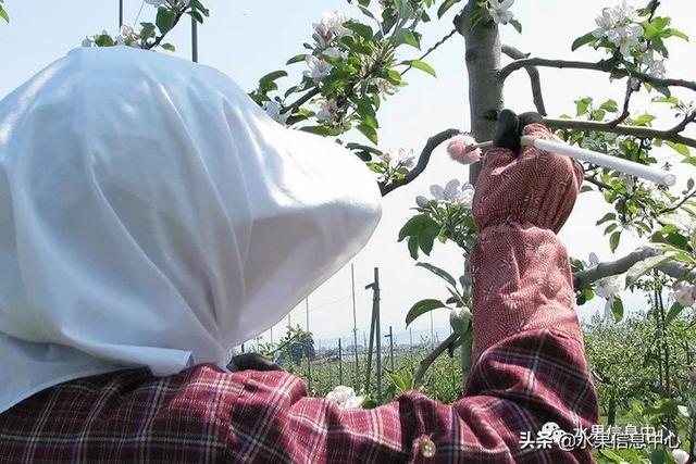 果蜜是什么，柠檬果蜜是什么（走进日本苹果第一大县“青森县”）