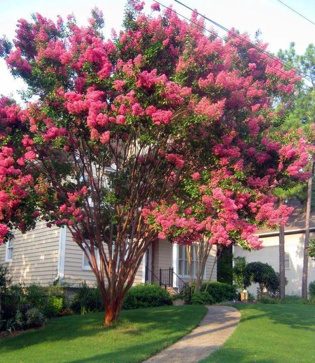 院子里最旺宅的果树有哪些，院子里最旺宅的果树有哪些品种（庭院种六树）