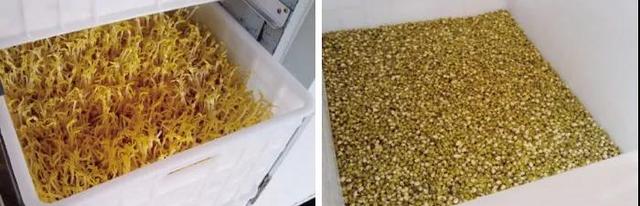 生豆芽机器使用方法，生豆芽机器使用方法图（全自动豆芽机）