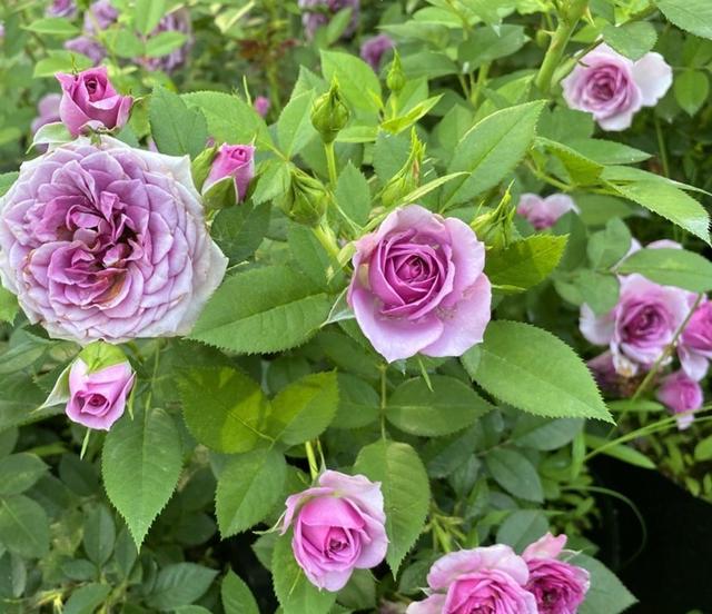 月季花图片,月月红月季花图片(100个月季品种)