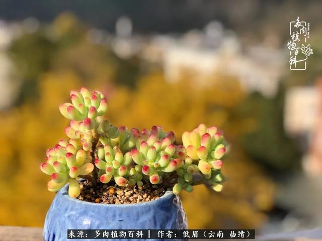 很丧很失望——低眉.，皱着眉头哭丧（陪你度过寒冷的圣诞平安夜图片）