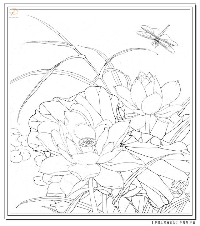 工笔荷花白描，高清工笔荷花白描 110幅