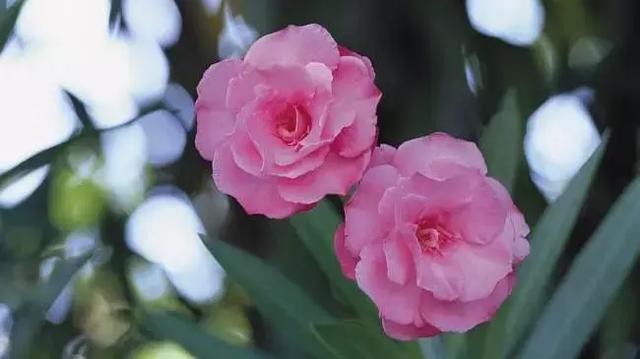 伯利恒之星花语,查自己的本命花(感受生活的温度<二>) 伯利恒之星花语,查自己的本命花(感受生活的温度<二>)