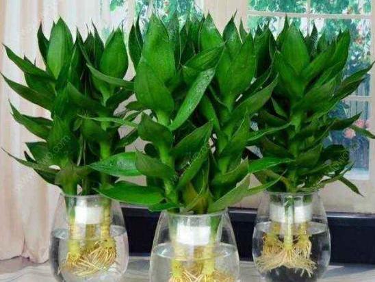 水培富贵竹叶子发黄怎么救，水养富贵竹叶子发黄怎么办（水养富贵竹叶子发黄是什么原因）