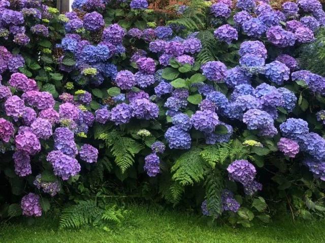 瓜子属于坚果吗，瓜子花生属于坚果类吗（给花吃点瓜子）