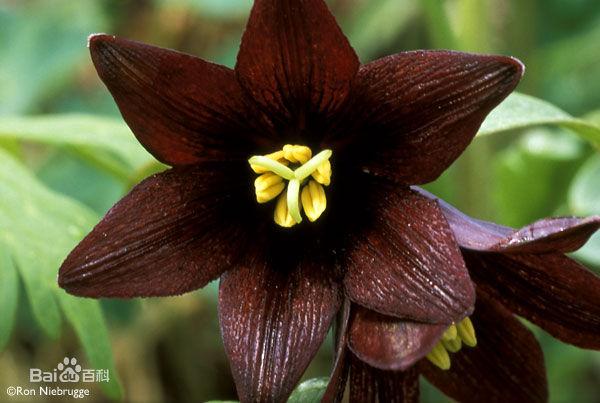 世界各种花的花语大全，世界上7种最妖孽的花花语