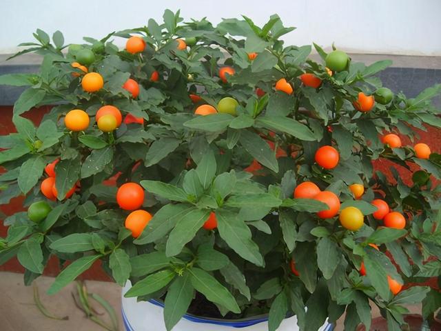 快认清“真面目”，有毒的花名字及图片