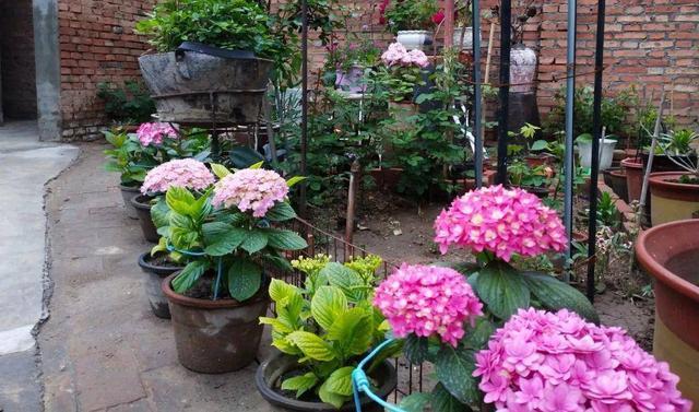 这6盆花专吃“病毒”，现在家家户户都在养（常见常养的6种“带毒花”）