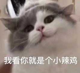 表情包很火的那只猫，最近很火的猫猫表情包（小猫咪可爱表情包）