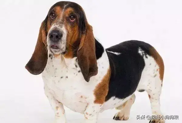 哈士奇智商排名，哈士奇智商在狗界排名多少位（前十和倒数前十）