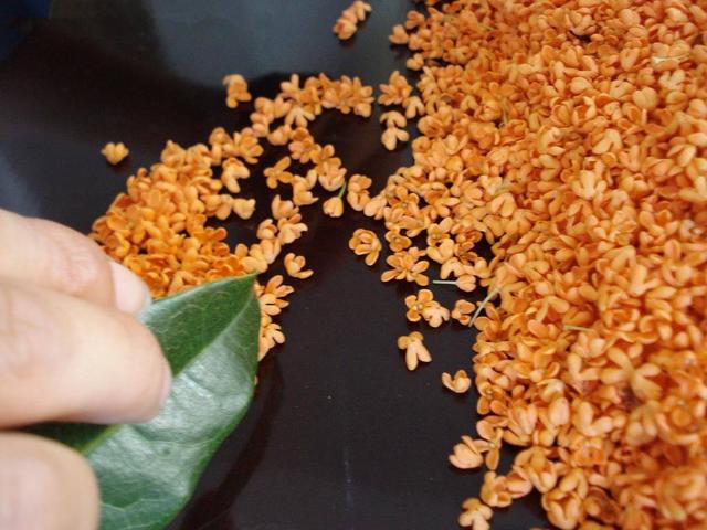 咸宁桂花之乡的由来，湖北咸宁有个以桂花为名的镇子
