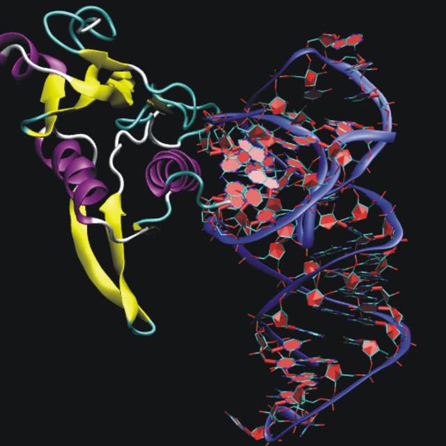 rna是什么意思，RNA是什么（生命起帆的物质：RNA）