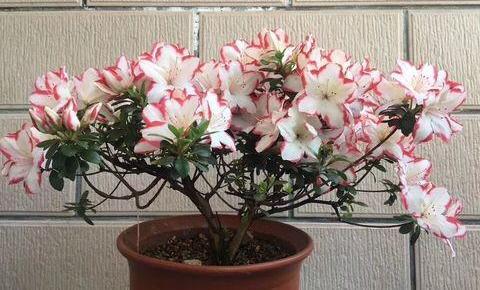 加仑盆什么意思，加仑盆什么意思与尺寸（先从“选盆”入手）