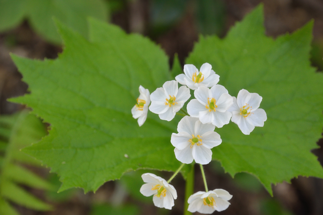 世中逢尔雨中逢花网名，世中逢尔雨中逢花微信昵称（一淋雨就变成透明水晶）