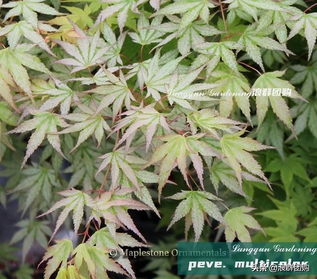 什么样的枫树填空。，什么的枫树填空词语二年级（增添了花园四季色彩之美）