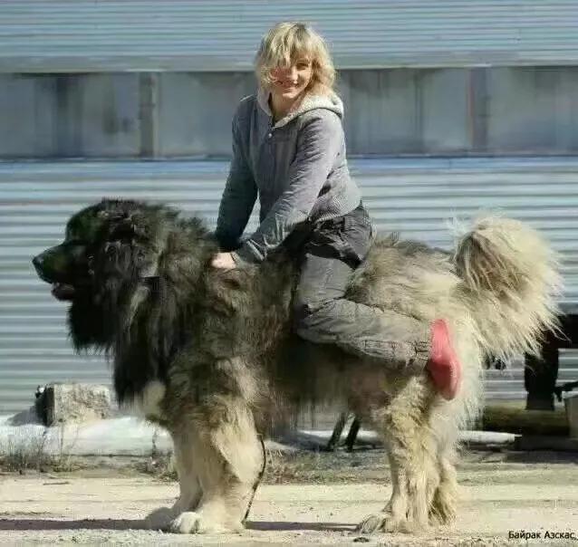 900斤高加索犬,来看看巨型高加索犬图片 - 以定网