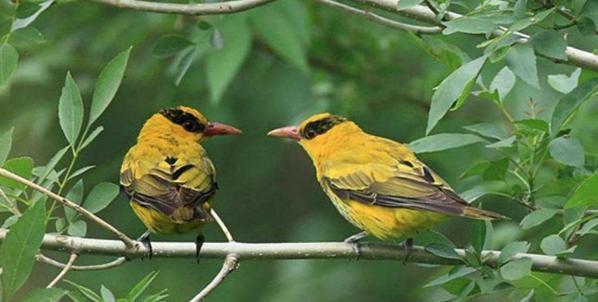 巫峡巫山杨柳多下一句，巫峡巫山杨柳多的下一句是什么（为什么不能改为两岸黄鹂鸣翠柳）