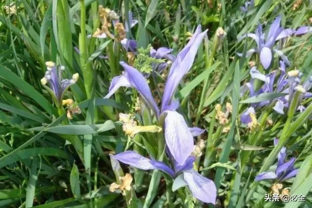地被植物，常绿植物、地被及其他篇（地被植物名词解释）