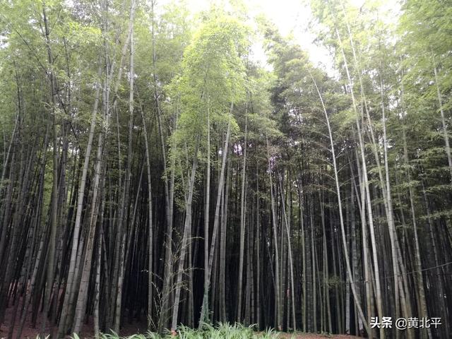 蜀南竹海在哪里，蜀南竹海什么时候去最好（四川宜宾市蜀南竹海）