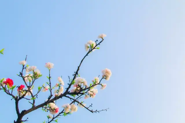 带有红字的四字成语，26个春天的成语