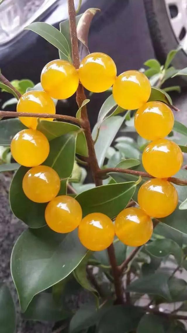 玉髓是玉吗 玉髓是属于玉吗,玉髓是玉吗(玉髓和玉的区别在哪里) 玉髓是玉吗 玉髓是属于玉吗,玉髓是玉吗(玉髓和玉的区别在哪里)